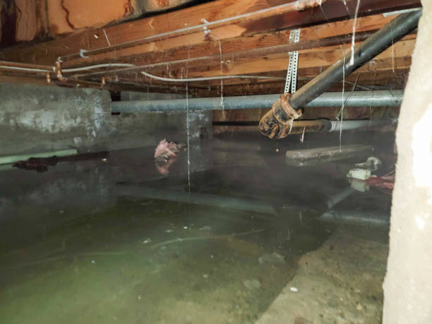 Best Water damage mitigation services  in Whitewater, KS